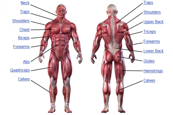 muscle anatomy chart